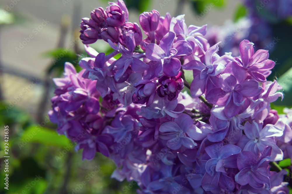 flowering branch of lilac terry variety (lat. Syringa vulgaris) flowering branch of lilac terry variety (lat. Syringa vulgaris)
