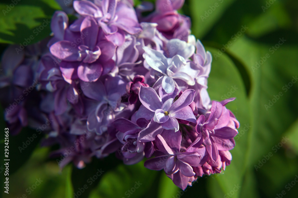flowering branch of lilac terry variety (lat. Syringa vulgaris) flowering branch of lilac terry variety (lat. Syringa vulgaris)