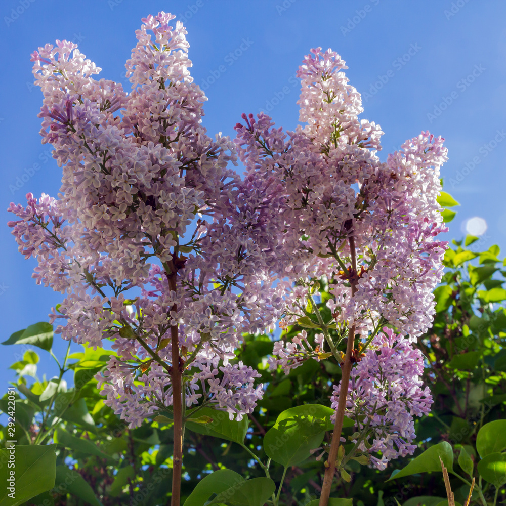 flowering branch of lilac against a blue sky (lat. Syringa vulgaris