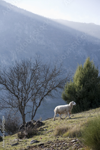 Flock of sheep in sierra sur de Jaen mountains, Andalusia, Spain