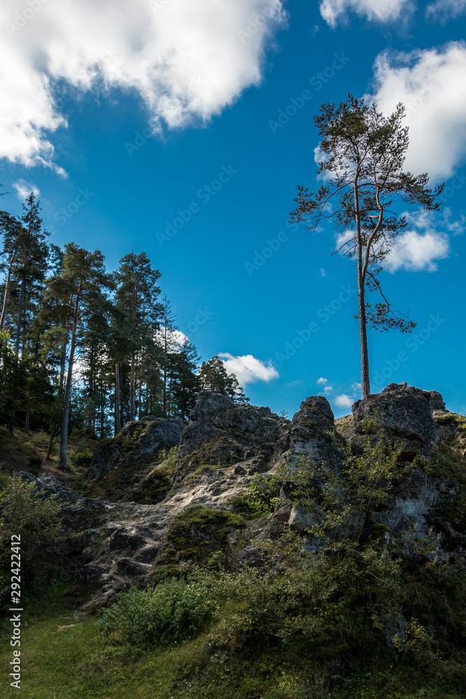 Obraz premium Sea of rocks with huge rocks and high trees
