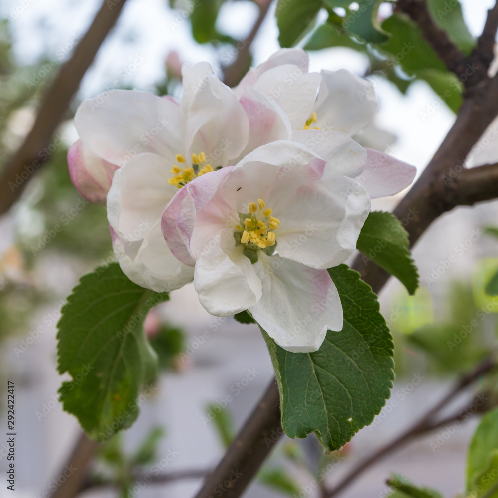 apple flowers on a branch on a background of grass apple flowers on a branch on a background of grass