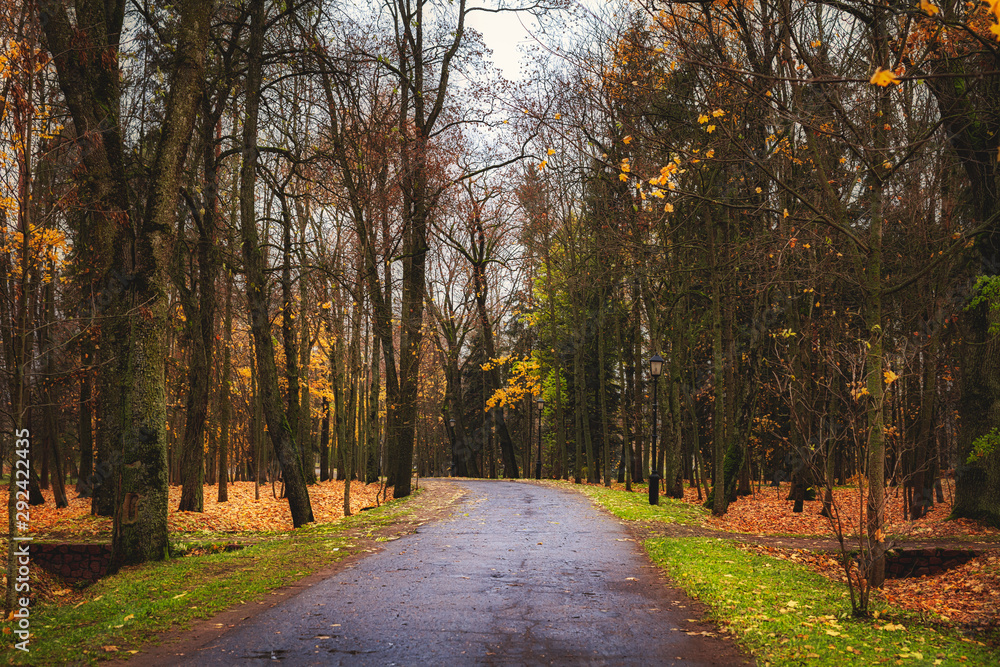 Autumn landscape. Asphalt road in a city park, trees with fallen leaves, yellowed grass.