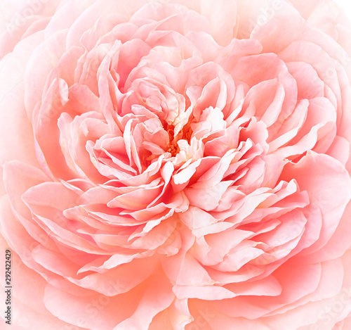 Pinc rose, floral background