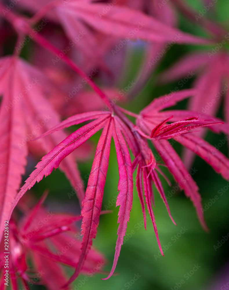 Japanese maple red leave - Majestic ! magazine cover about nature, garden. gardening Japanese maple red leave - Majestic ! magazine cover about nature, garden. gardening