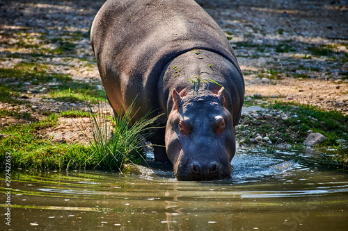 Hippopotamus (Hippopotamus amphibius) in the water photo