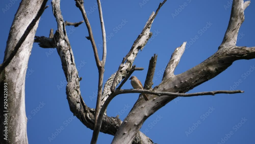 Grey-headed sparrow - Passer griseus Grey-headed sparrow - Passer griseus