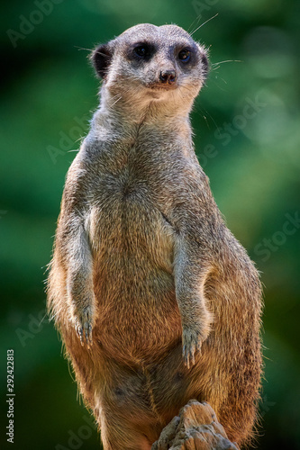 Meerkat, suricate (Suricata suricatta) © DannyIacob
