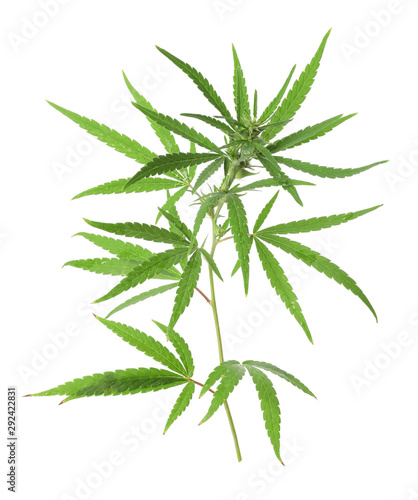 Branch of medical hemp on white background