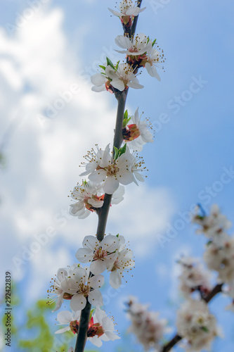 flowering branch of apricot spring day