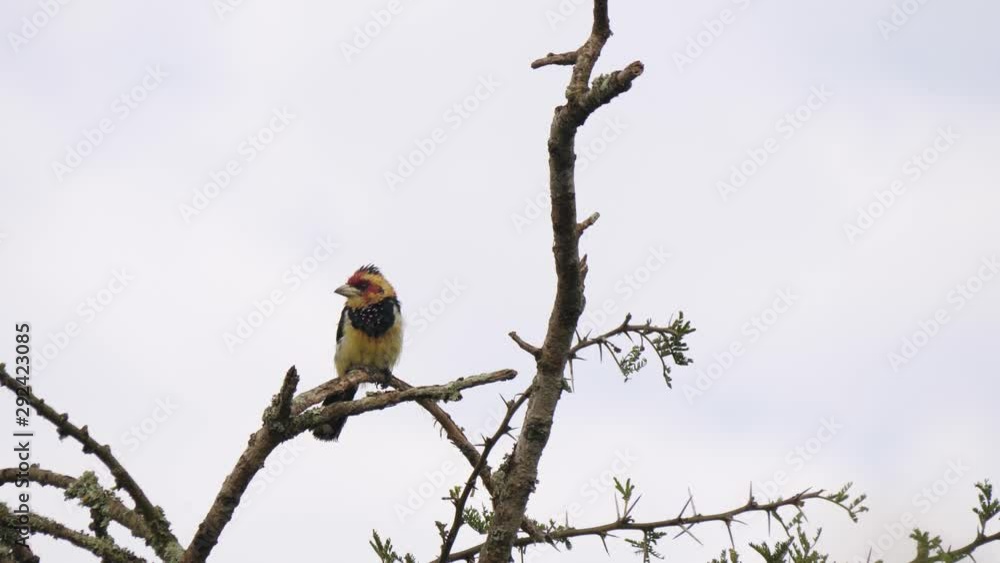 Crested barbet - Trachyphonus vaillantii Crested barbet - Trachyphonus vaillantii