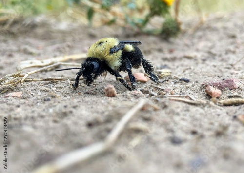 Dirty bee walking on sand and gravel. 