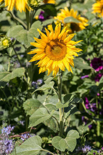 Big bright golden sunflowers on the big sunflower field with bees