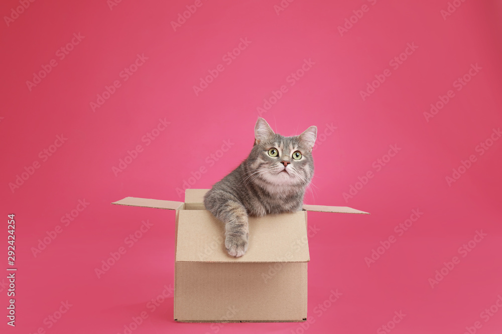 Cute grey tabby cat sitting in cardboard box on pink background - obrazy, fototapety, plakaty 