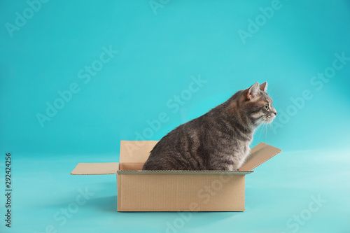 Fototapeta Naklejka Na Ścianę i Meble -  Cute grey tabby cat sitting in cardboard box on blue background