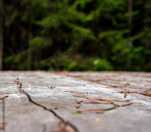 needle wood table background in the forest