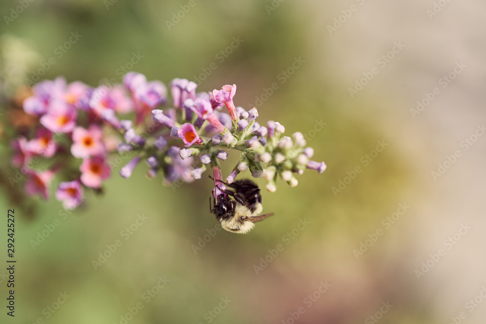 bee on flower