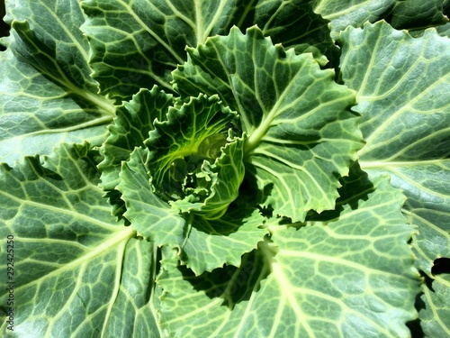 Decorative cabbage plant up close. 