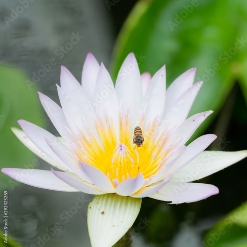 Macro of Bees flying on white lotus Flower in water pond.