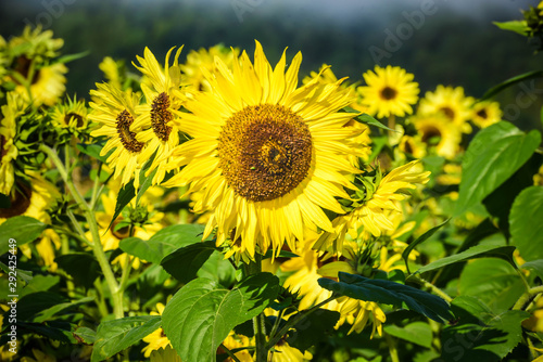 Early Morning Fog with Bright Yellow Sunflowers