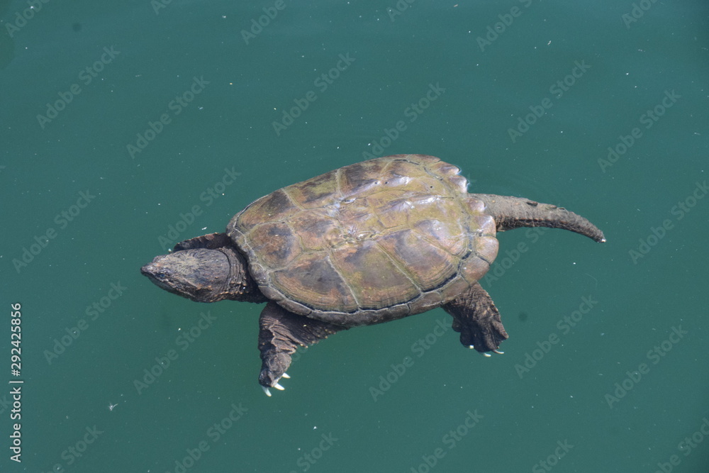 Fototapeta premium Animali all'Omega Park