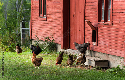 Grazing Hens