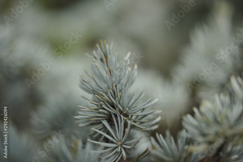 Green Gray Pine Needles Winter