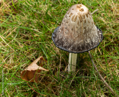 Autumn Mushroom