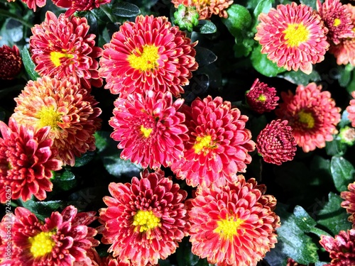 Bright pink mums close up. 