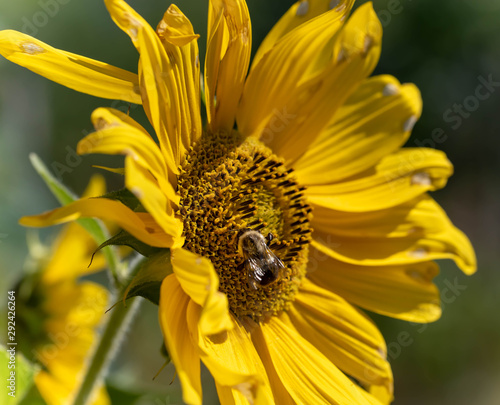 Sunlit Sunflower With Bee
