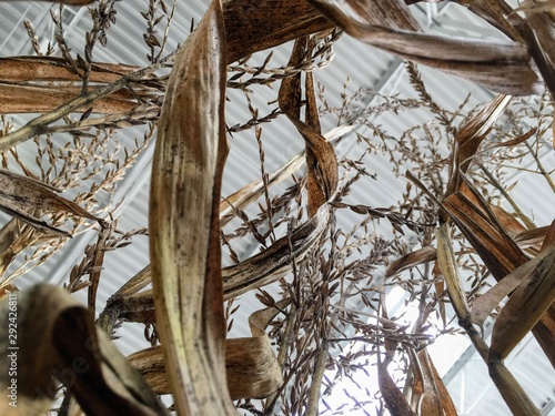 Dried Corn Stocks