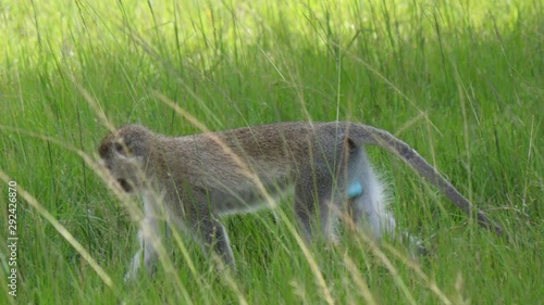 Varvet monkey walking