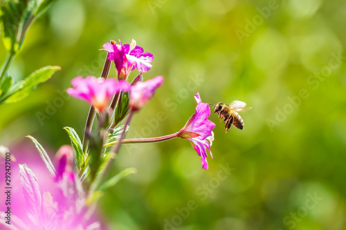 Honey bee Apis mellifera pollination on pink great hairy willowherb Epilobium hirsutum flowers photo