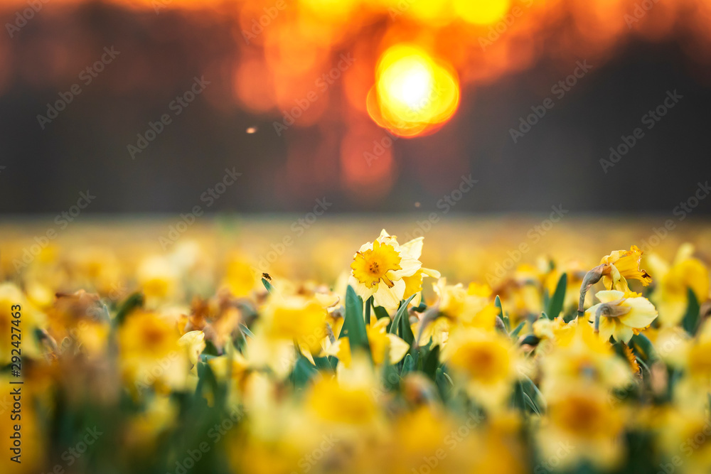 Fototapeta Kolorowy kwitnący kwiat pole z żółtym zbliżeniem Narcyza lub żonkila podczas zachodu słońca.