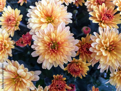 Orange and Pink Mums