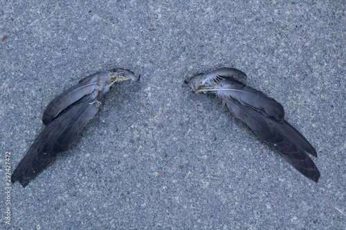 Black grey feather bird wings lays on granit surface photo