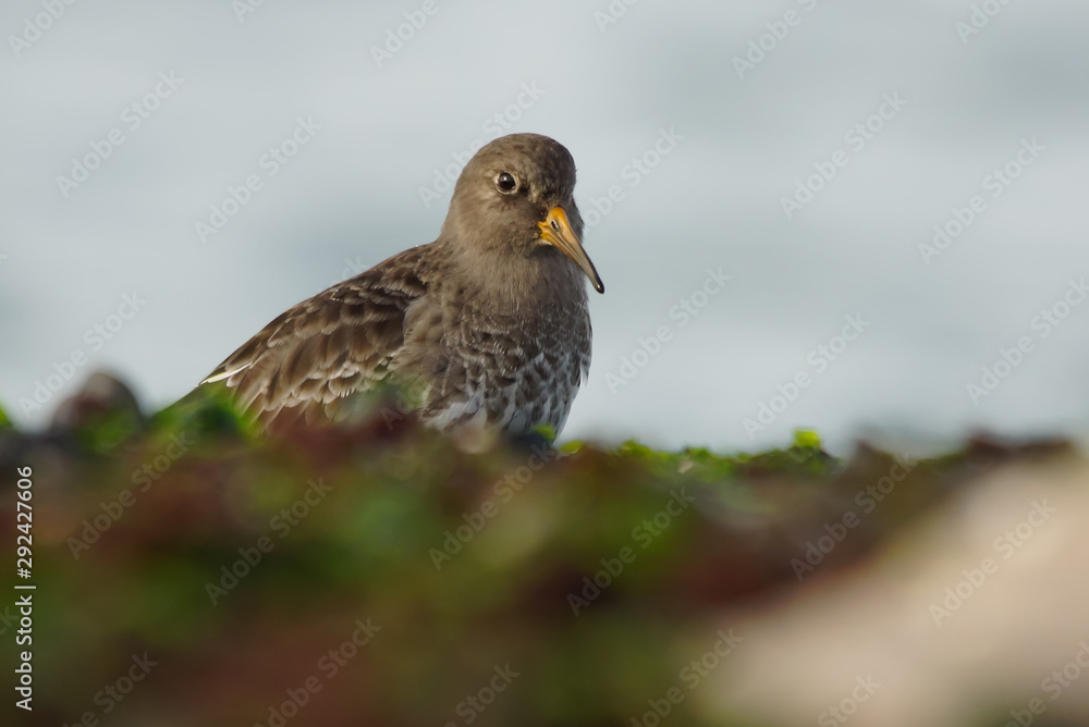 Purple Sandpiper Purple Sandpiper