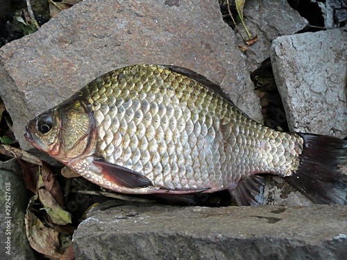 Fototapeta Naklejka Na Ścianę i Meble -  The fish caught on the lake lies among the stones.