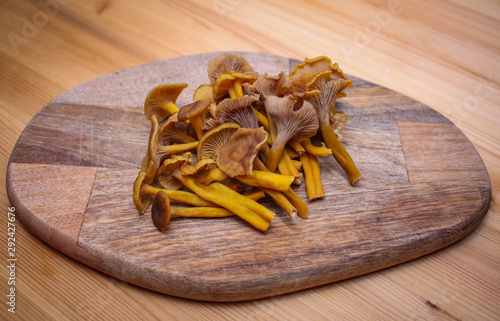 Tubular mushrooms chanterelles lying on a wooden board