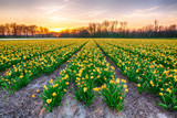 Colorful blooming flower field with yellow Narcissus or daffodil during sunset.