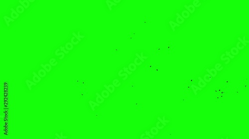 Chroma key birds crow, green screen background