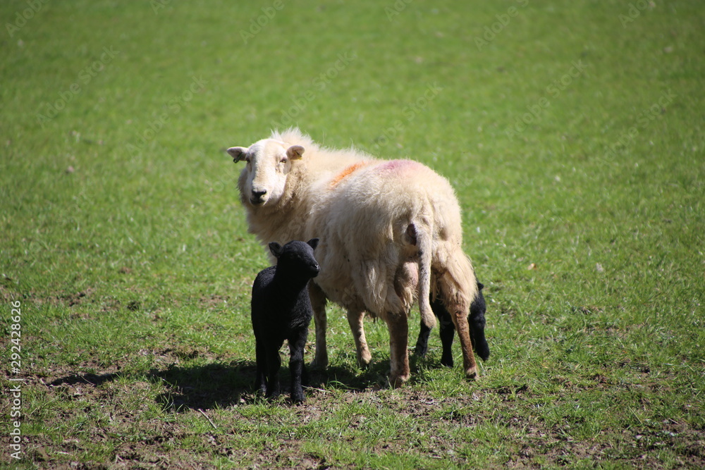 Obraz premium sheep, mother and lambs during spring time in wales.