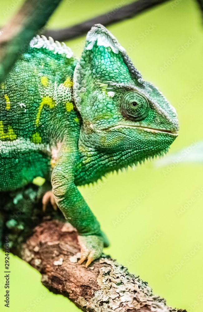Obraz premium Veiled Chameleon