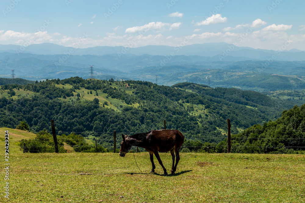 Horse grazing in green meadow against landscape Horse grazing in green meadow against landscape