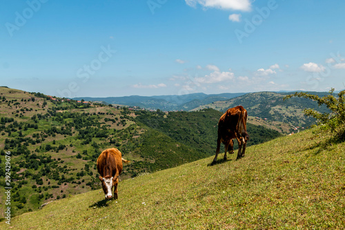 Cow grazing in green meadow