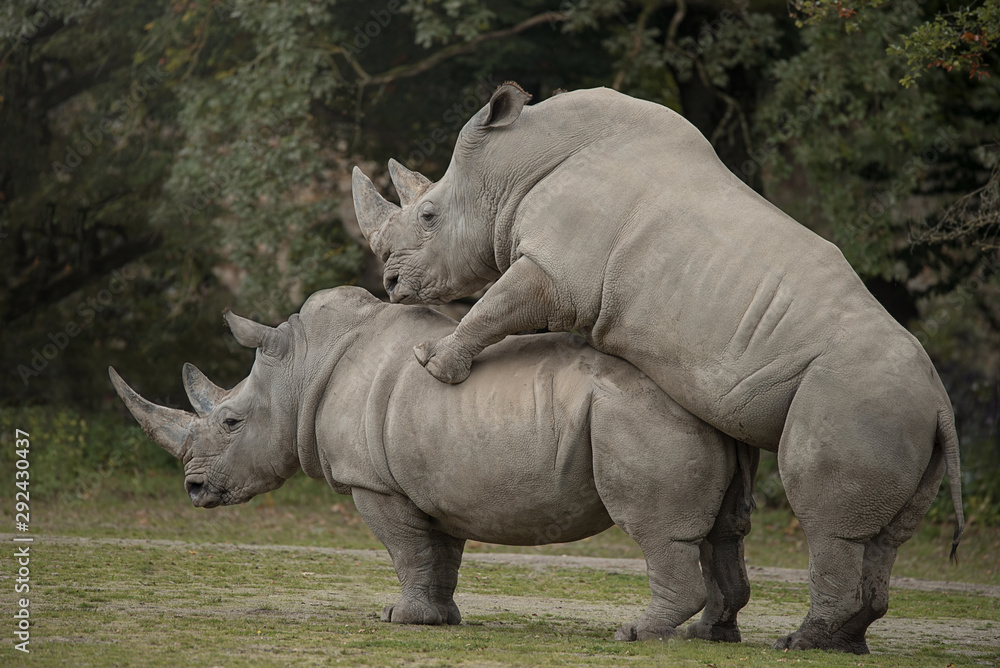 Fototapeta premium Two rhinoceros making love