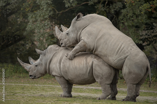 Two rhinoceros making love © Peter Maszlen