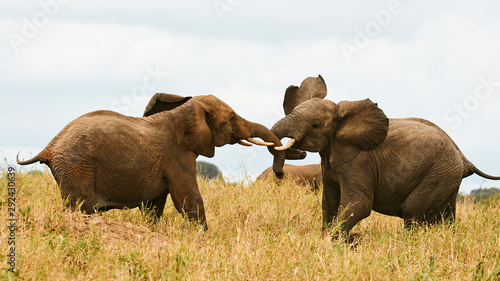 Tableau sur toile Two elephant fighting.