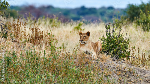 Lioness (Panthera leo) lying in the grass.