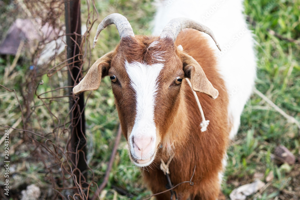 White goat with brown patterns. Yellowed on the grass White goat with brown patterns. Yellowed on the grass